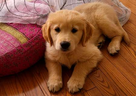 Petit toutou sans collier recherche sa maîtresse.