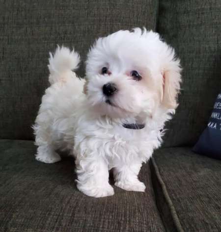 Chiot bichon à donner