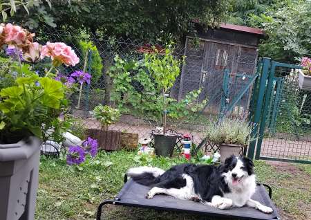 boorder collie 3 ans