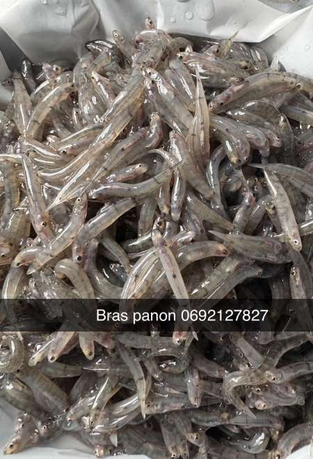 Bichiques frais bras panon