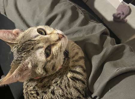 Adoption d un chaton