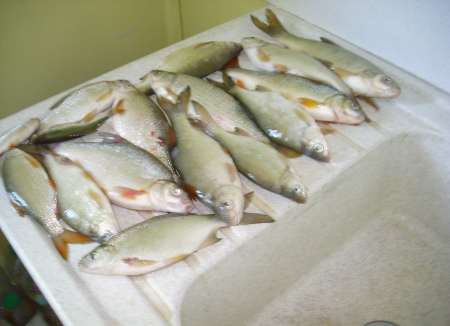 cherche perfectioniste pour sortie peche region