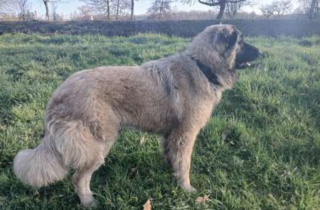 Chien de protection serra da estrela