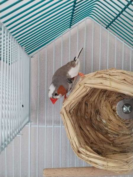 Oiseaux diamants mandarin mâle