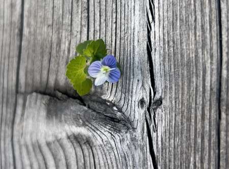 Ménage, repassage, massages