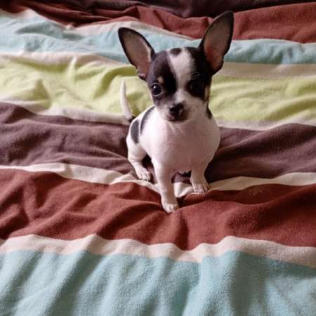 chiot Chihuahua de 2 moi male
