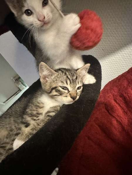 Chaton sevrer issus de la même portée