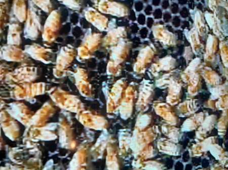 ABEILLES / 8 colonies / 4 à 10 cadres