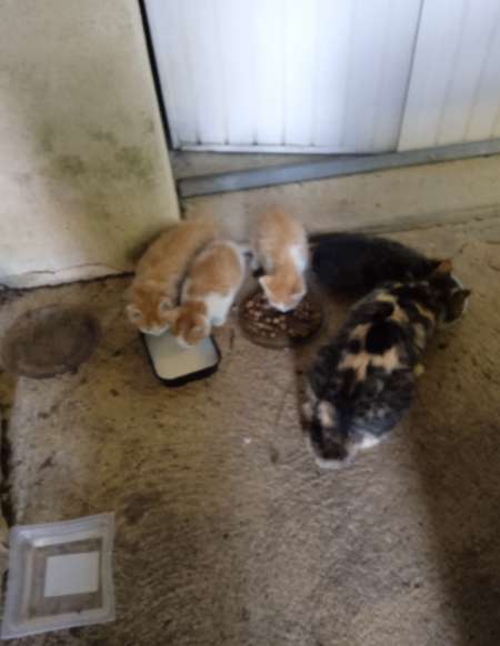 donne chatons sevrés