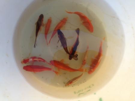 carpes koïs pour bassin extérieur
