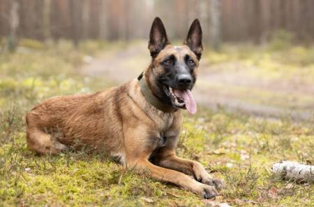 Recherche à balader chien sur château-renault