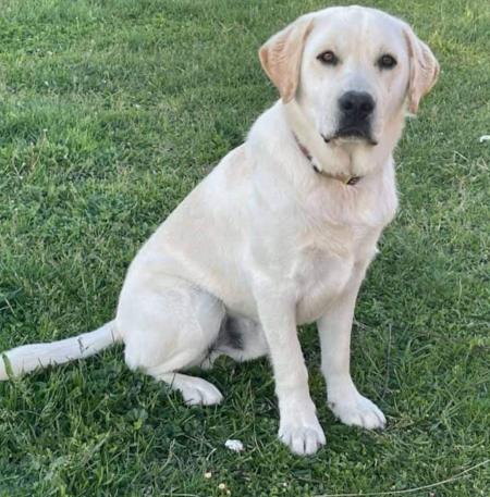 Cherche petsitter chien