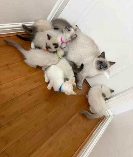 adorables chaton ragdoll