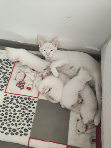 Chatons blanc a réservé
