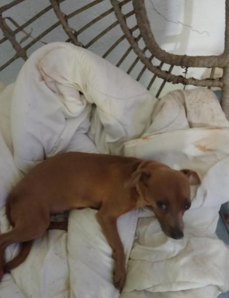 Vente de chien adulte chihuahua