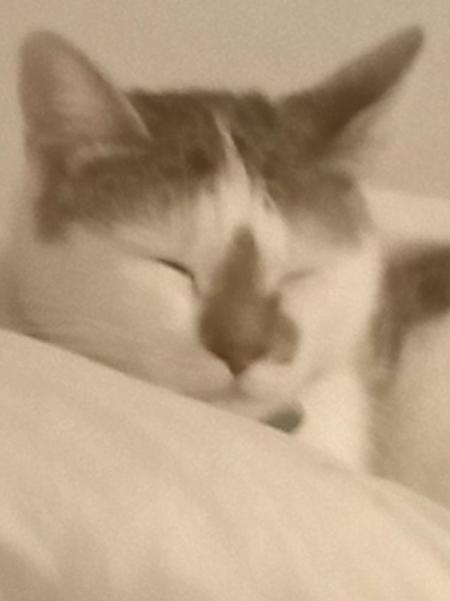 Cherche accessoires gratuits pour chat