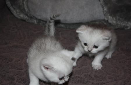 CHATONS BRITISH SHORTHAIR LOOF EN COURS