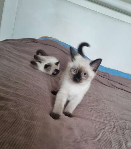 Chatons siamois disponibles