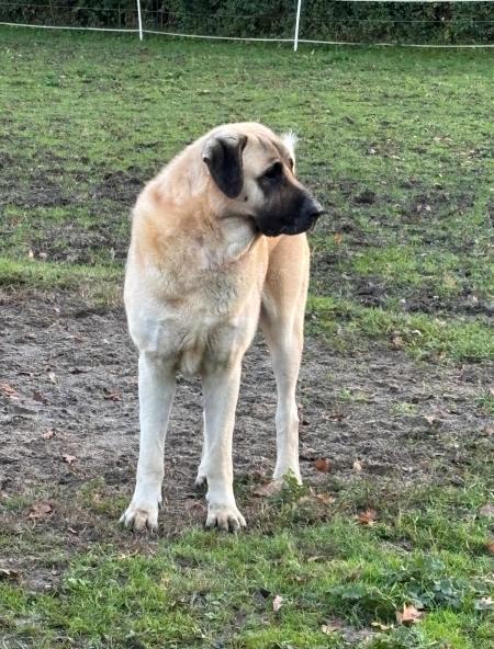 Cherche femelle Kangal pour mon male