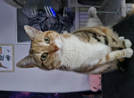 Pets sister ,cat sister