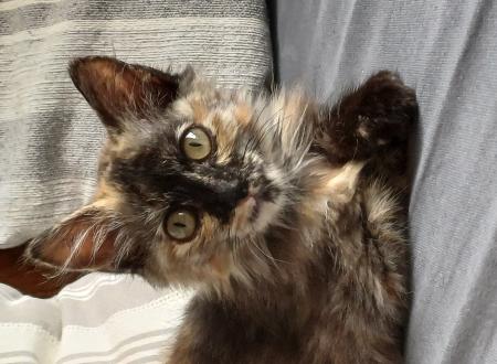 chaton cherche famille