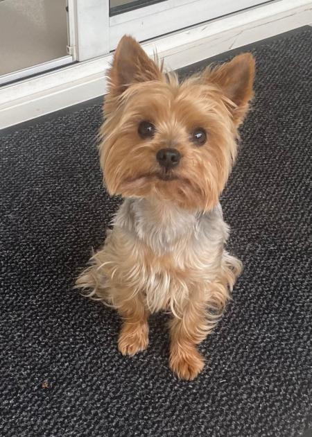 ADORABLE CHORKY DISPONIBLE