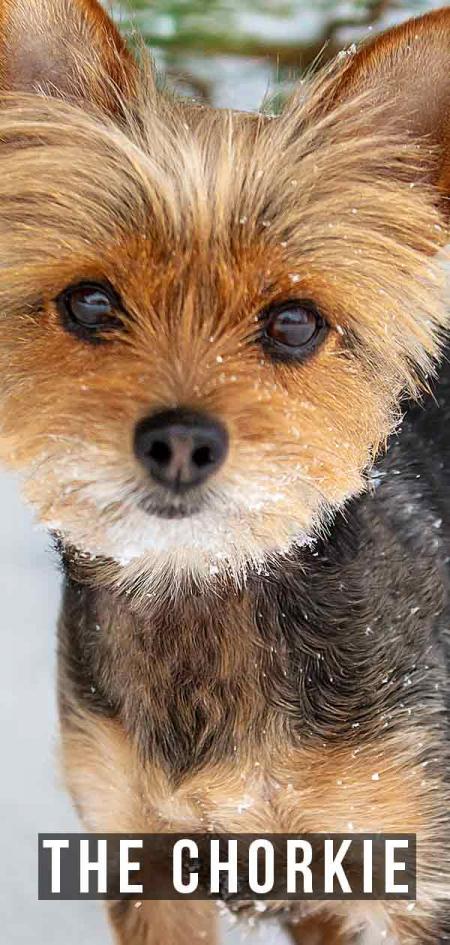 ADORABLE CHORKY DISPONIBLE
