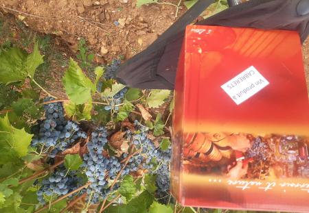 Vin vendu a la cave de la ferme