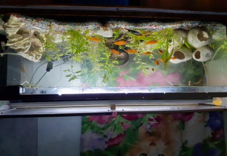aquarium avec materiel